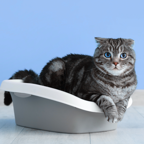 Feature product image