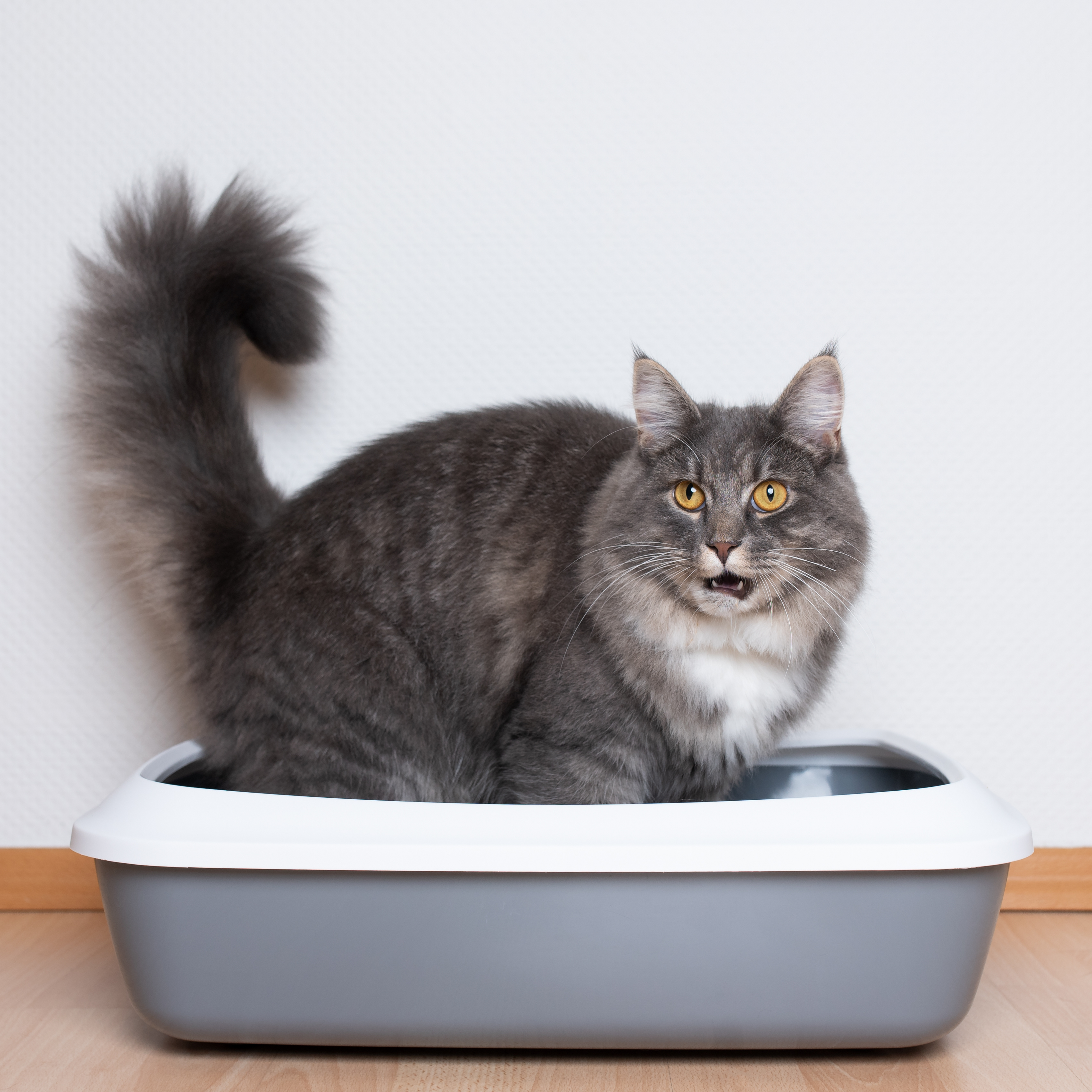 Product feature image