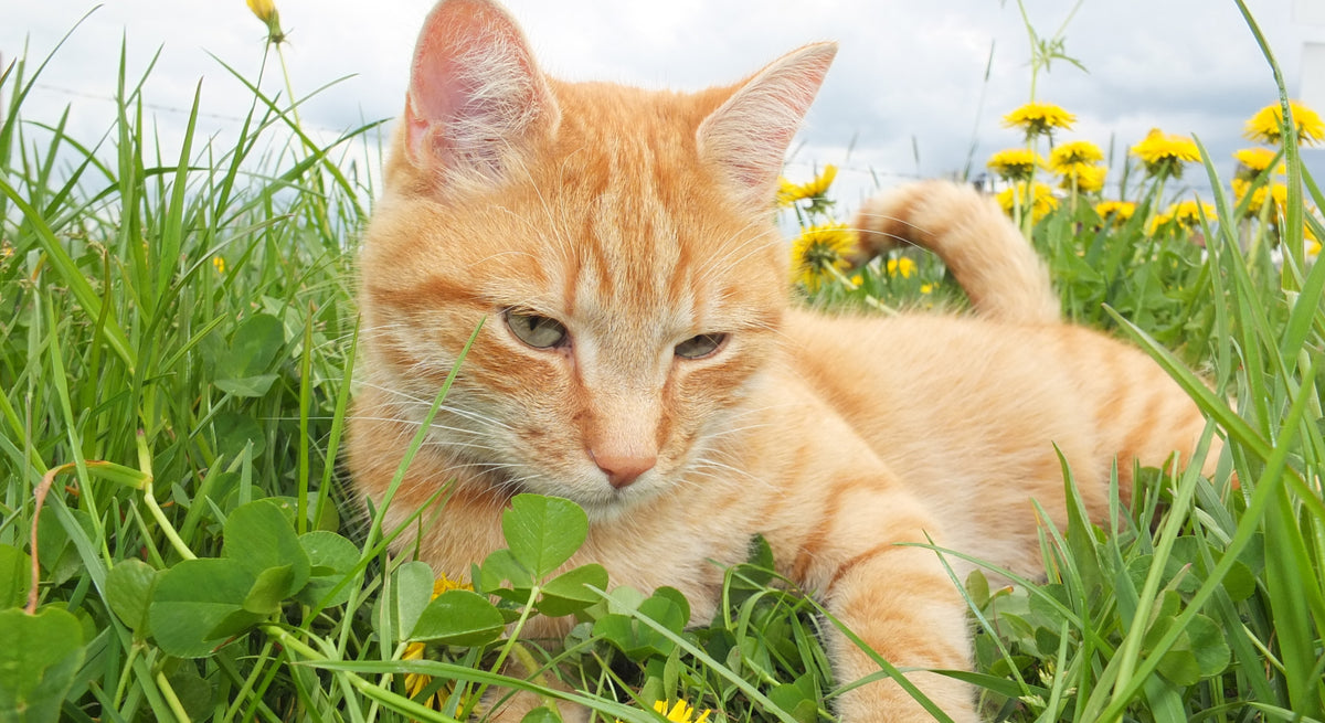 Rote Katze in einer grĂŒnen Blumenwiese