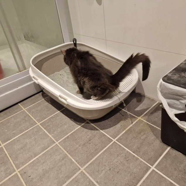 Cat litter odor